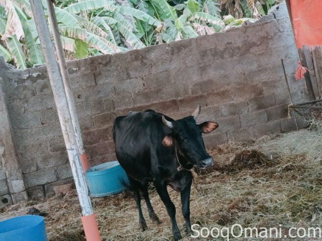 Cows for sale