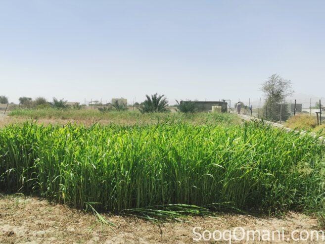 مزرعة للايجار في ولاية ازكي