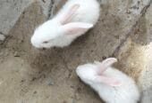 Dutch rabbit