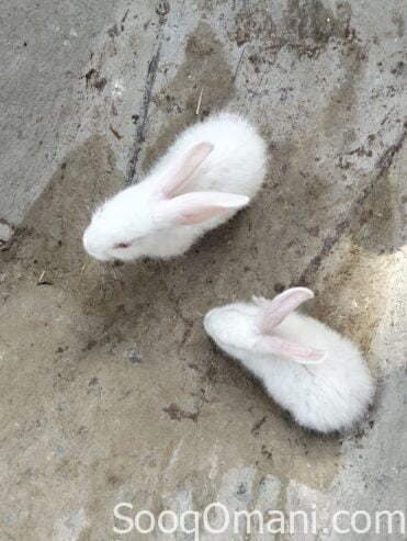 Dutch rabbit