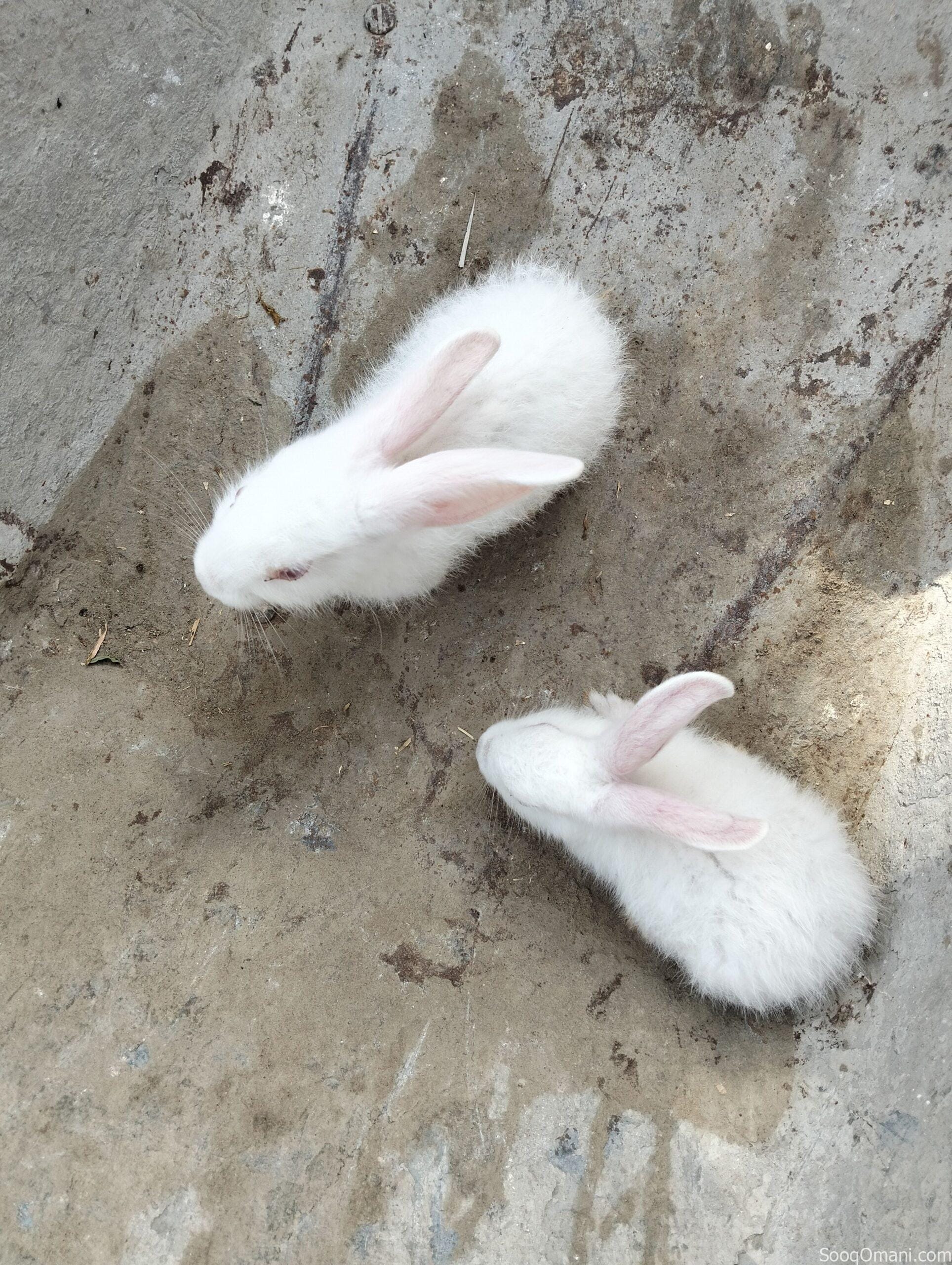 Dutch rabbit