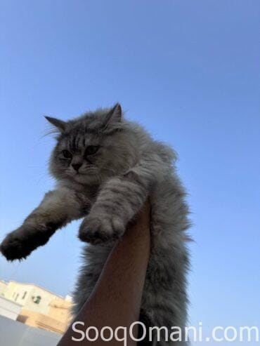 Cats for sale 🐱✨