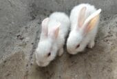 Dutch rabbit