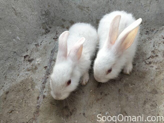 Dutch rabbit