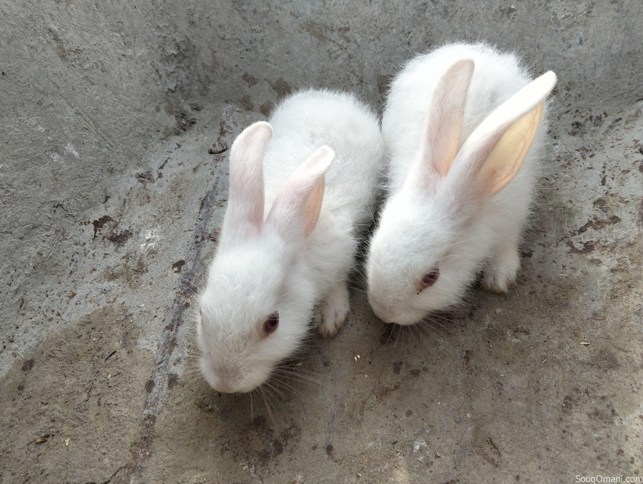 Dutch rabbit