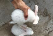 Dutch rabbit