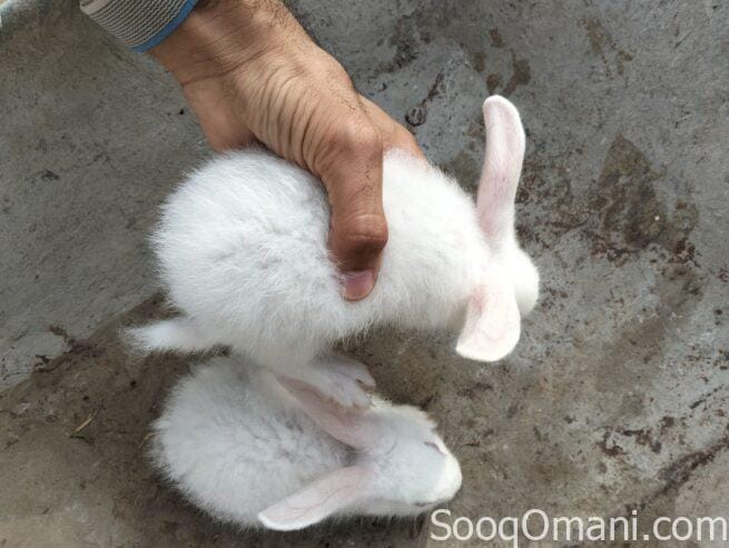 Dutch rabbit
