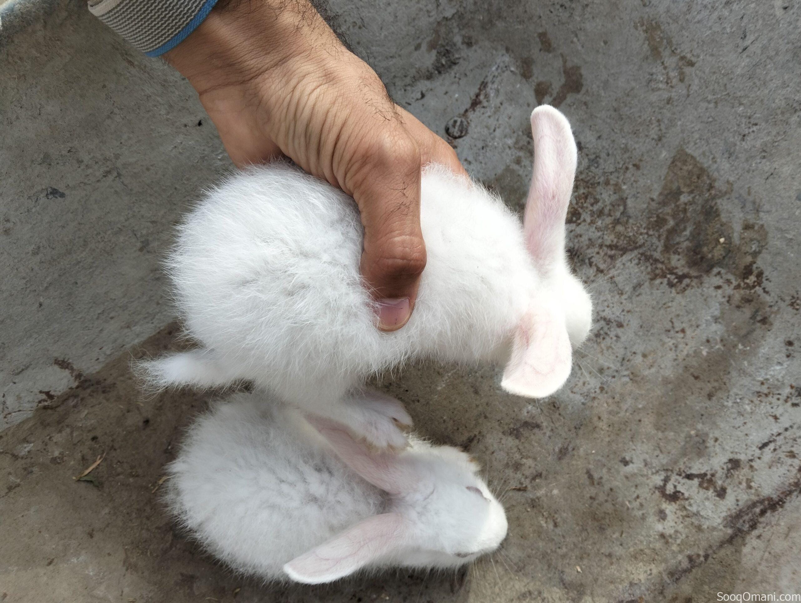 Dutch rabbit