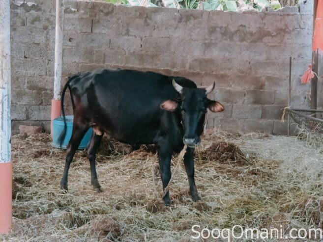 Cows for sale
