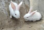 Dutch rabbit