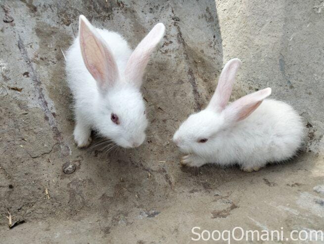 Dutch rabbit
