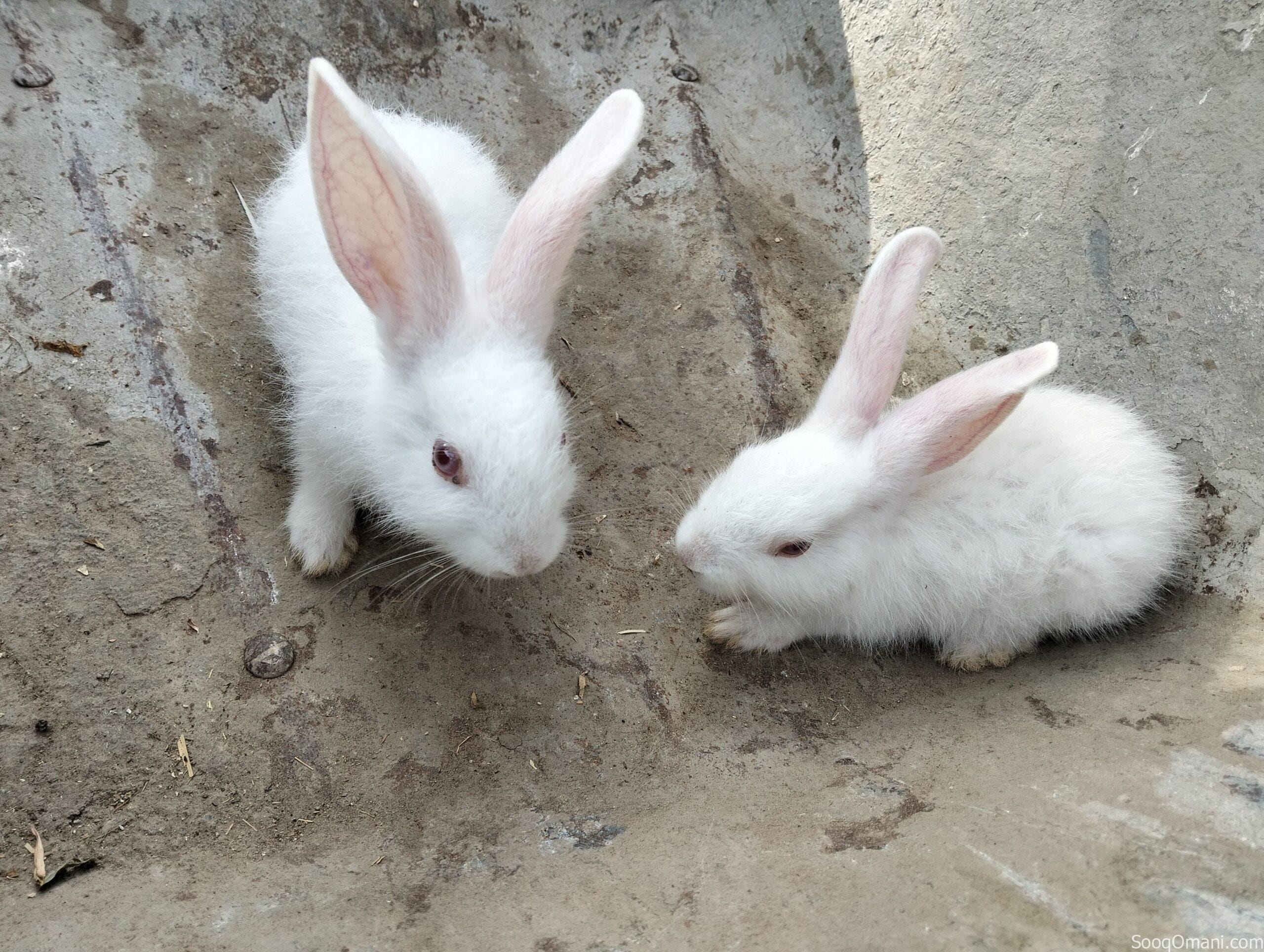 Dutch rabbit