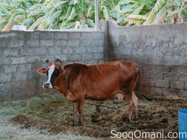 Cows for sale