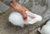 Dutch rabbit
