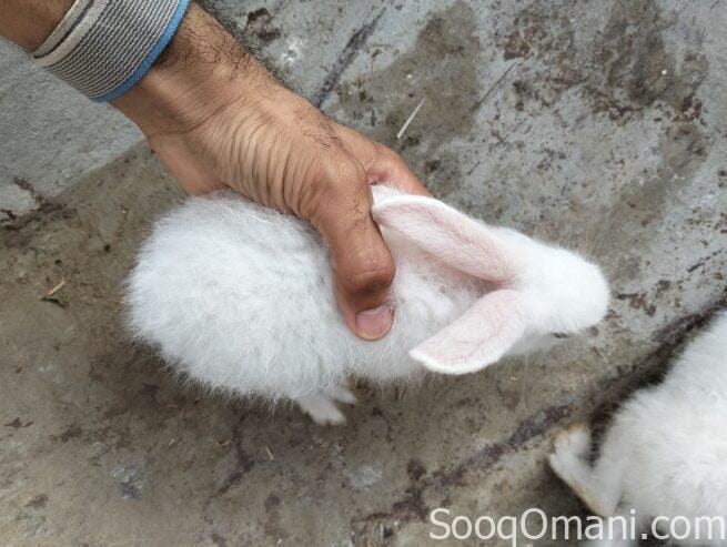 Dutch rabbit