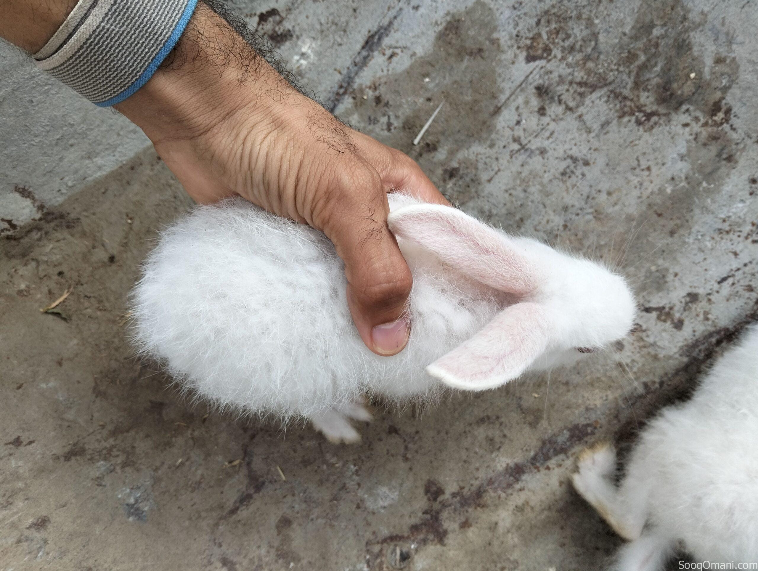 Dutch rabbit