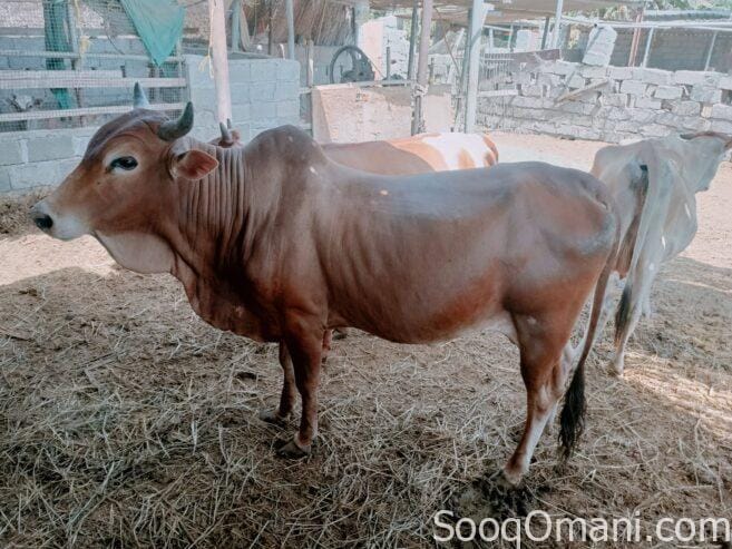 Cows for sale