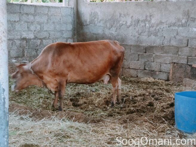 Cows for sale