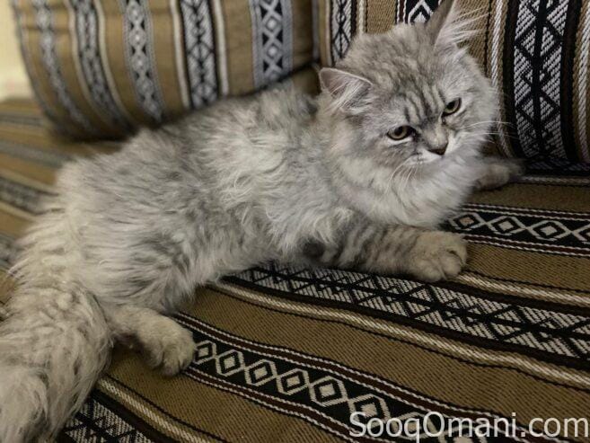 Cats for sale 🐱✨