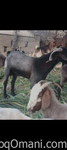 local goat