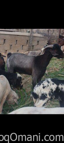 local goat