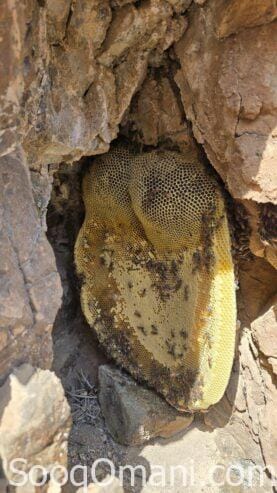 Original Omani Abu Tuwaiq Honey 2025