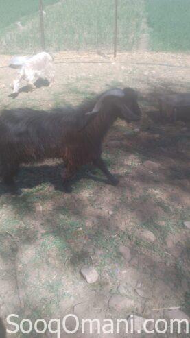local goat