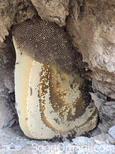 Original Omani Abu Tuwaiq Honey 2025
