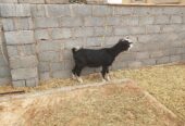 Good quality sheep