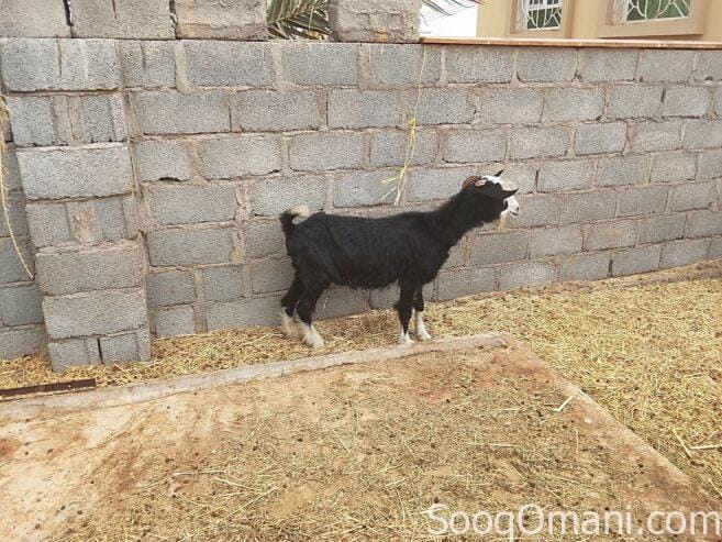 Good quality sheep