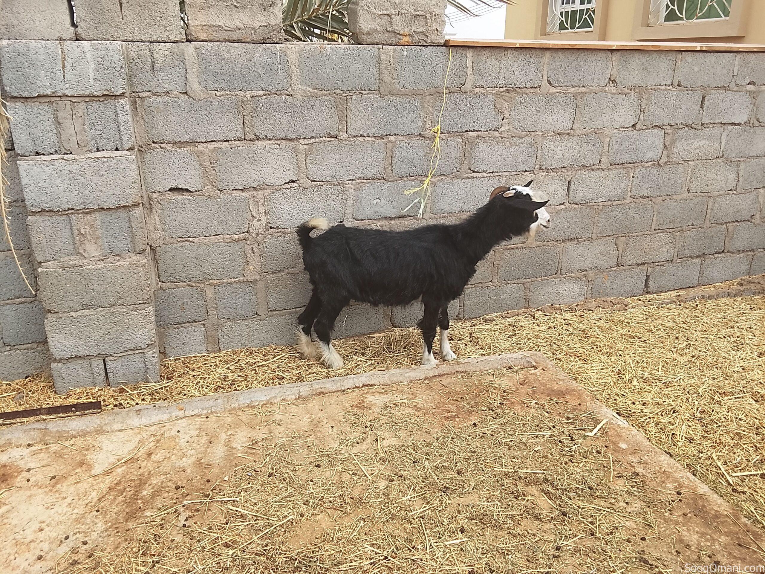 Good quality sheep