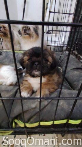 Shih Tzu dogs for sale