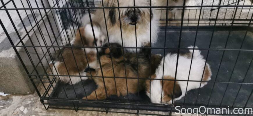 Shih Tzu dogs for sale