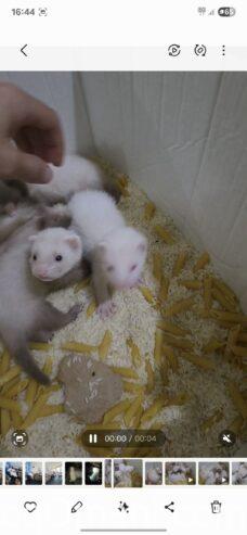 Dutch ferret, local production