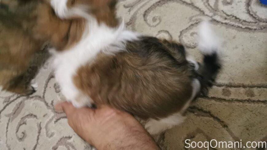 Shih Tzu dogs for sale
