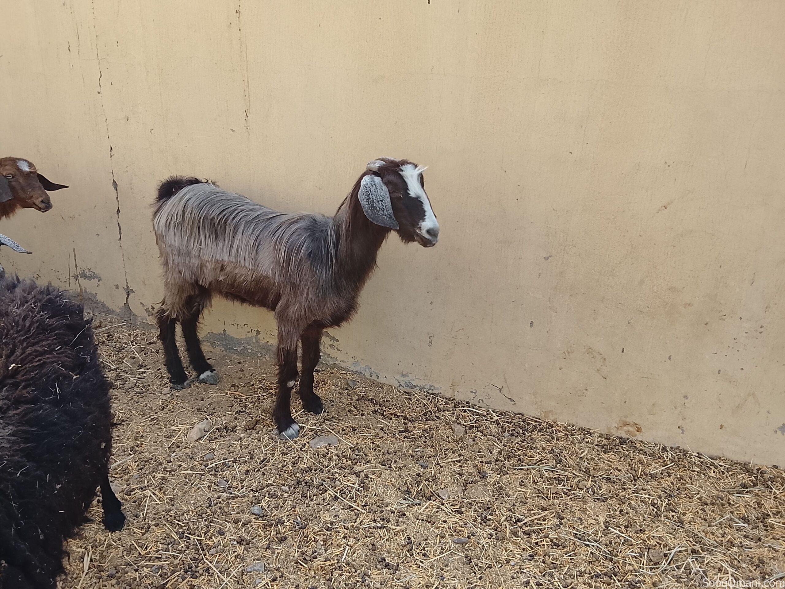 Halal Oman Al Khair
