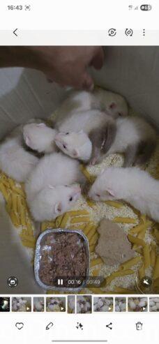 Dutch ferret, local production