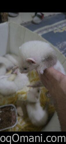 نمس هولندي انتاج محلي