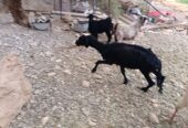 Najdi sheep