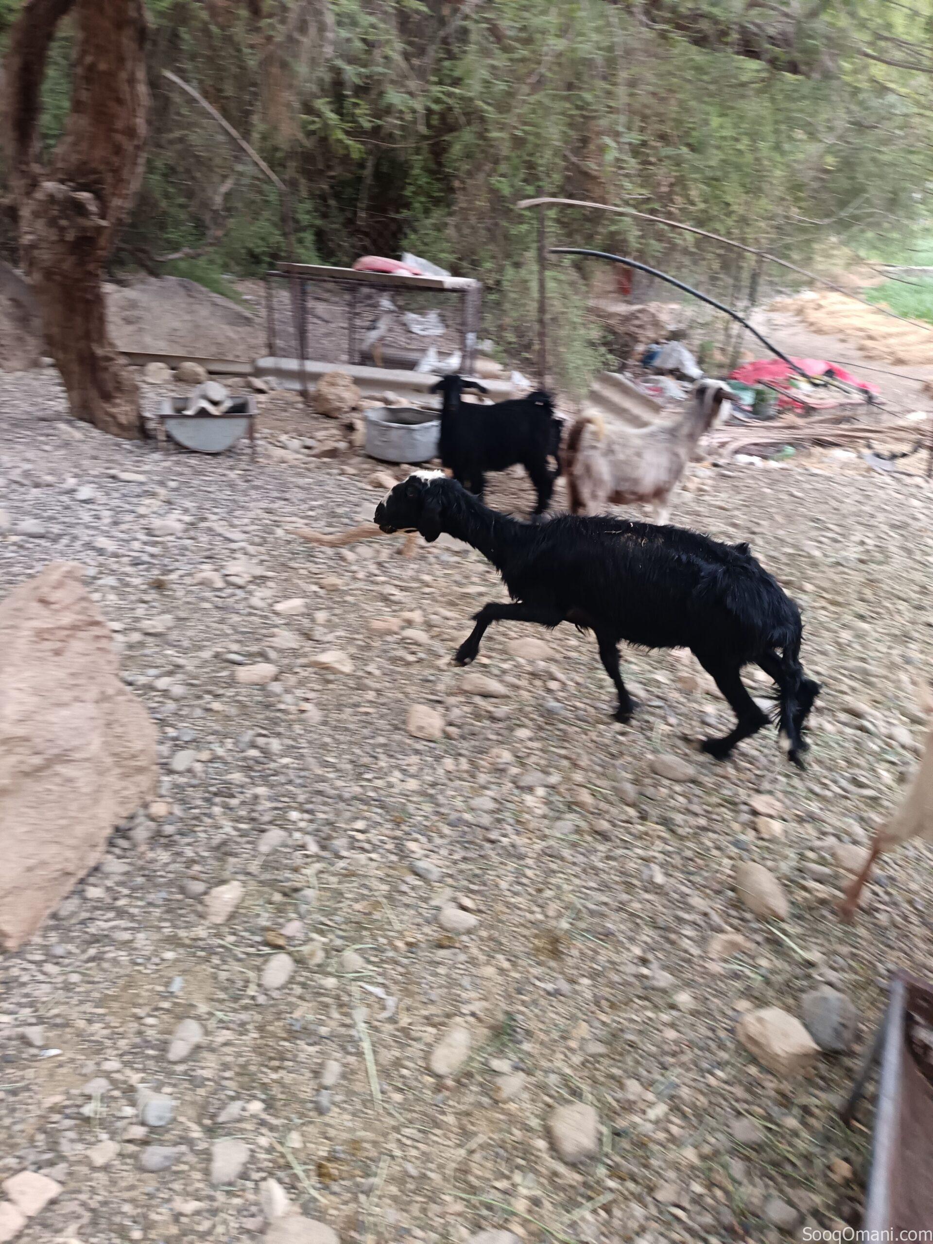 Najdi sheep