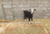 Good quality sheep