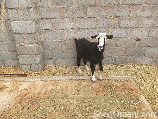 Good quality sheep