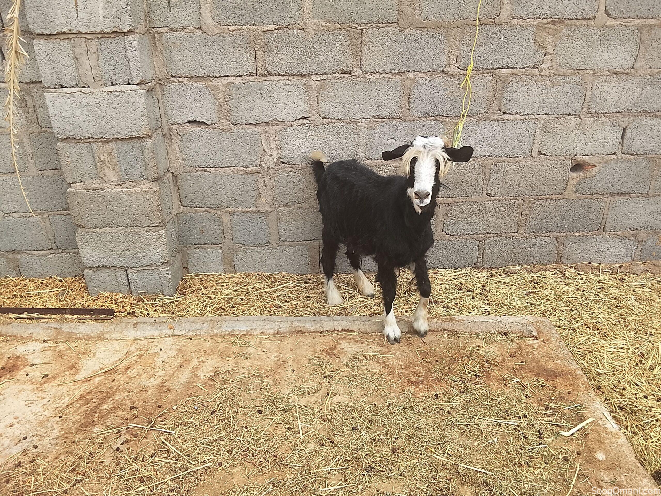 Good quality sheep