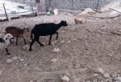 Najdi sheep