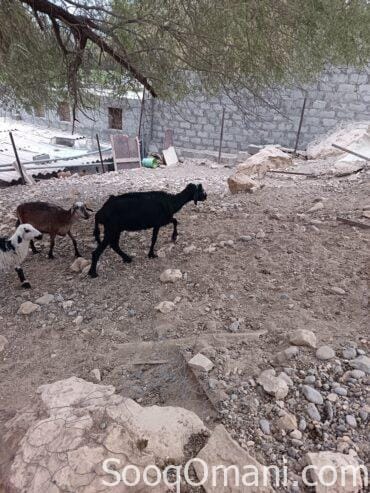 جاعده نجدية