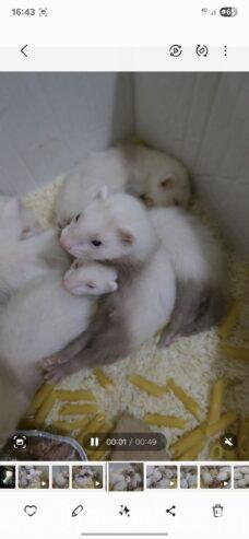 Dutch ferret, local production