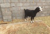 Good quality sheep