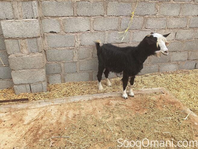 Good quality sheep