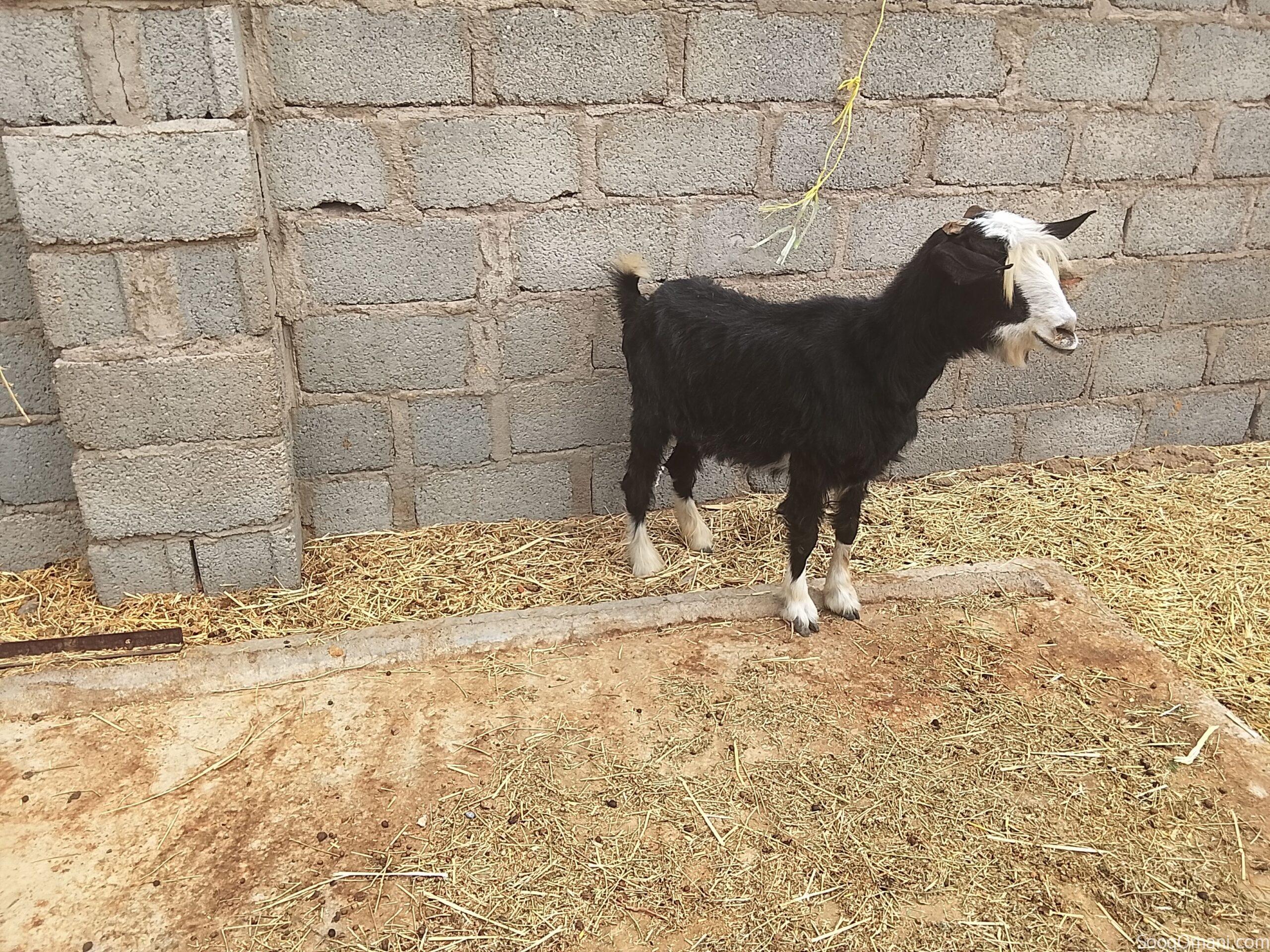 Good quality sheep