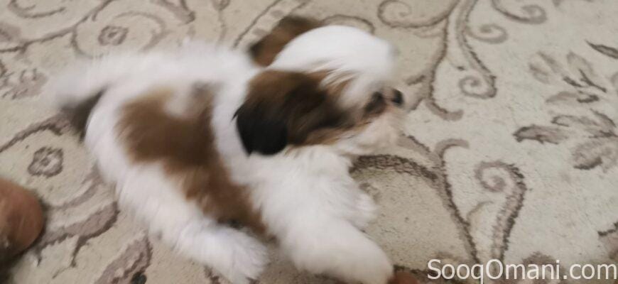 Shih Tzu dogs for sale